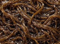 Okinawan Brown Seaweed